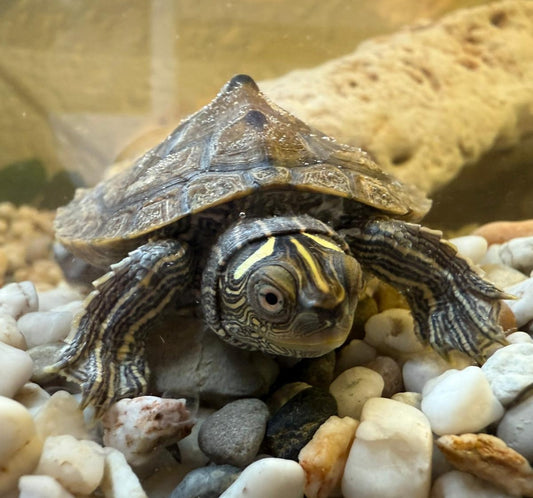 Chinesische Dreikielschildkröte zu verkaufen