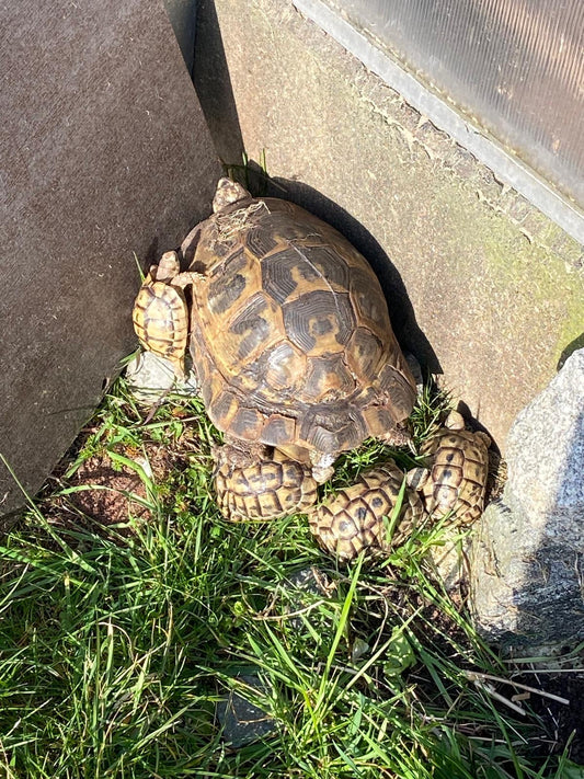 Maurische Landschildkröten NZ 2020 und 2022