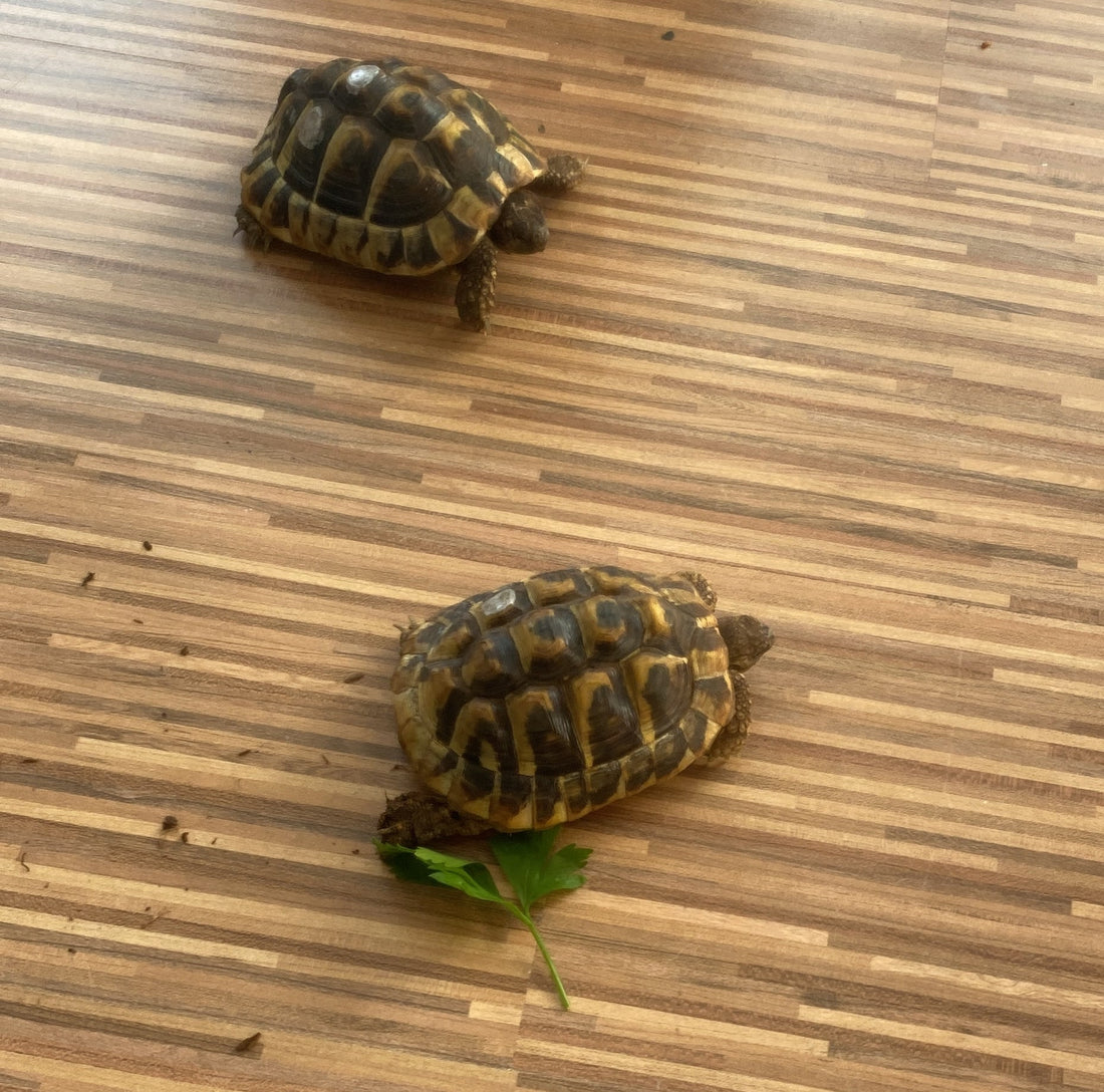 Griechische Landschildkröten mit Terrarium zu verkaufen
