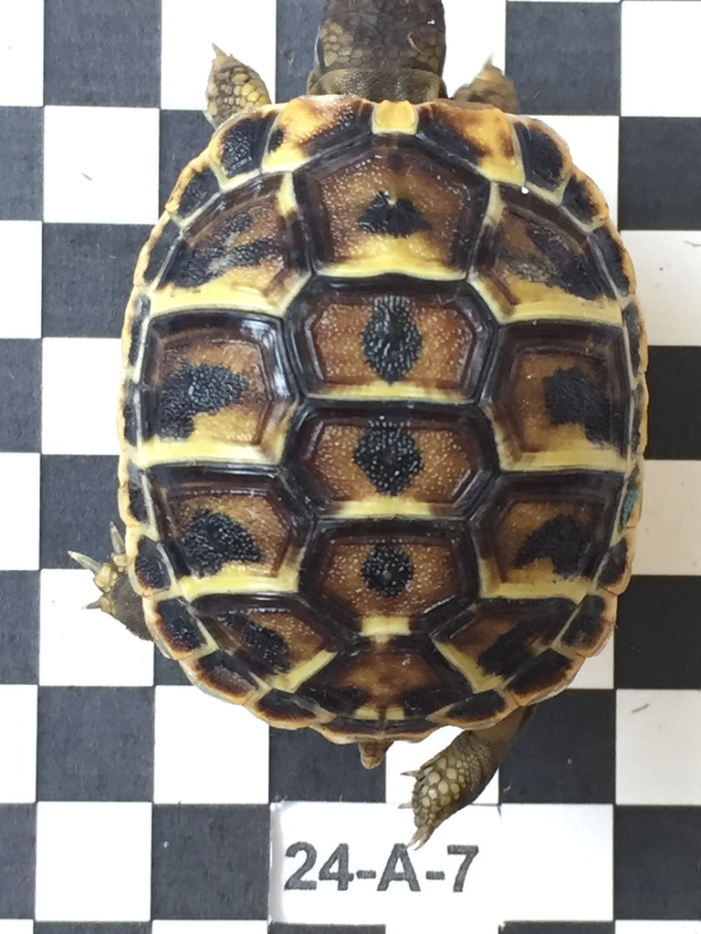 Testudo hermanni hermanni (Toskana)