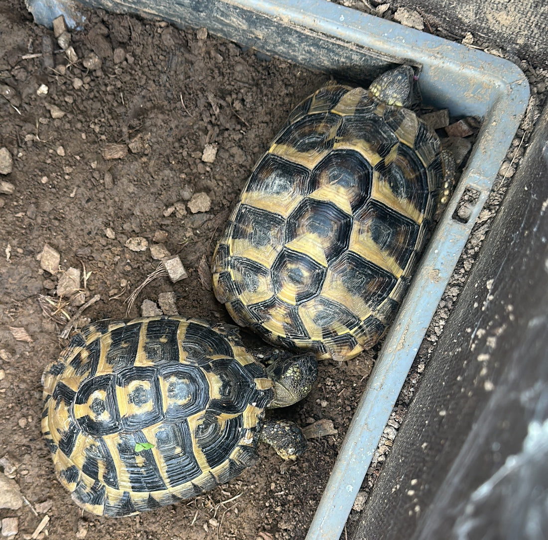 Griech. Landschildkrötenpärchen