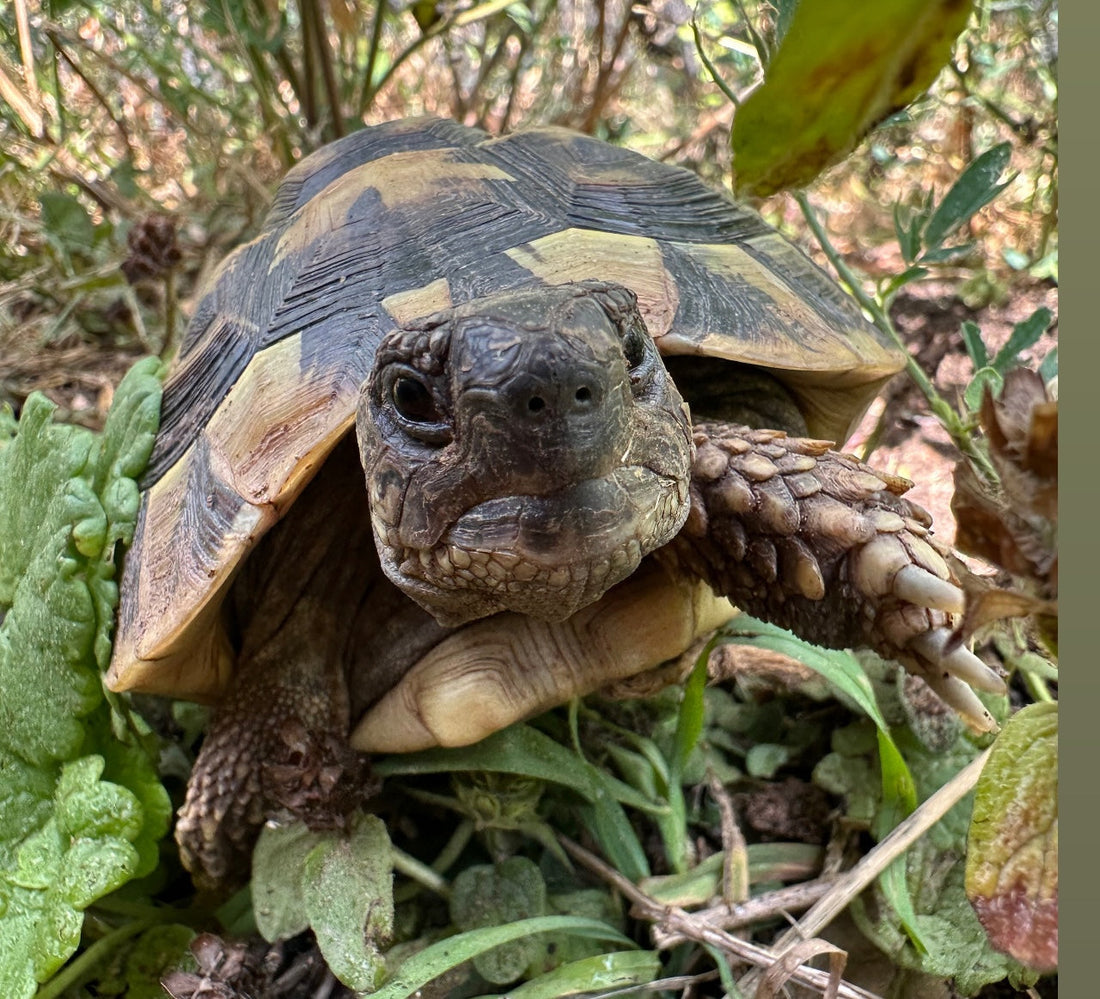 2 weibliche Griechische Landschildkröten aus 2018 suchen Traumzuhause