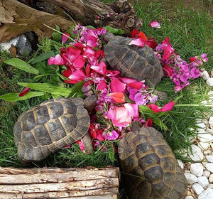 3 maurische Landschildkröten (Testudo graeca), Alter 15 - 17 Jahre