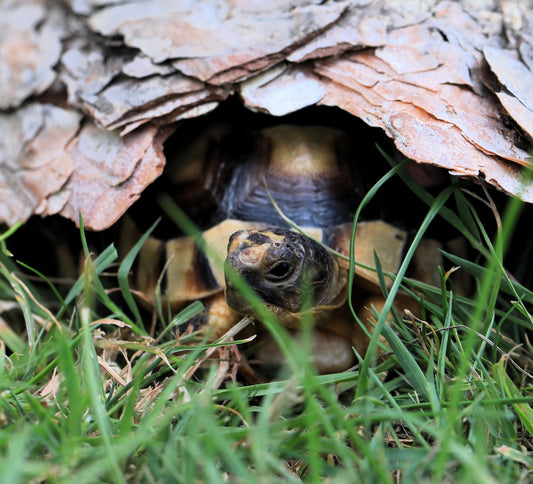 Breitrandschildkröten mit Papieren NZ 2026
