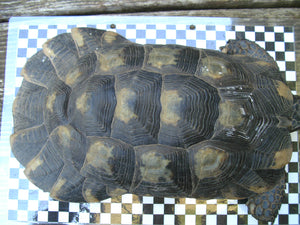 Breitrandschildkröte NZ 2003