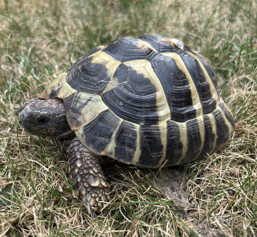 Griechische Landschildkröte 2022 zu verkaufen