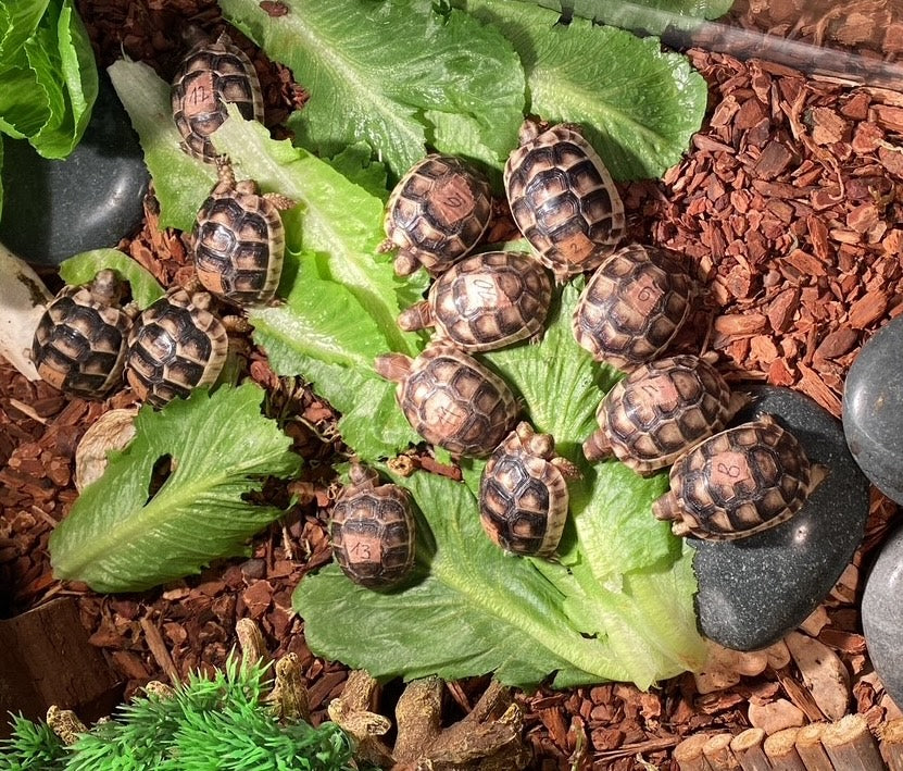 Breitrandschildkröten "Testudo marginata"