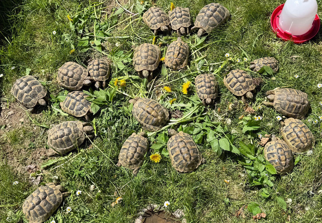 Griechische Landschildkröten NZ 2016 - 2019 wg. Bestandsverkleinerung zu verkaufen