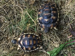 Breitrand Landschildkröten (Testudo marginata ) NZ 2017
