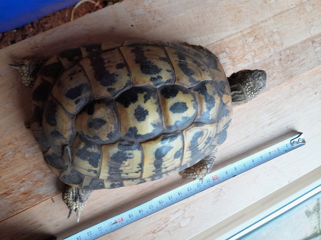 Griechisches Schildkrötenweibchen aus 2004 zu verkaufen