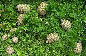 Griechische Landschildkröten zu verkaufen
