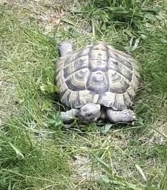 Griechische Landschildkröte abzugeben