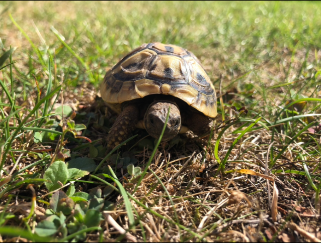 2 Griechische Landschildkröten