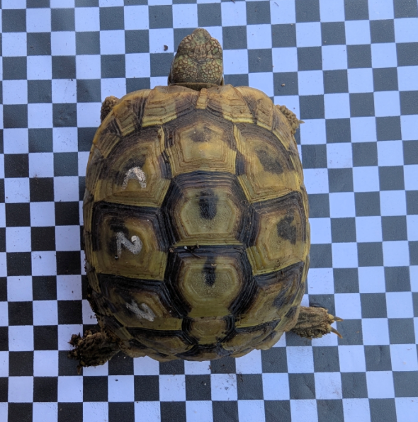 4 weibliche Griechische Landschildkröten