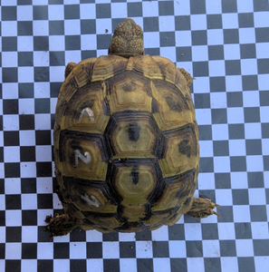 4 weibliche Griechische Landschildkröten