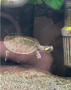 Rotbauch Spitzkopfschildkröten