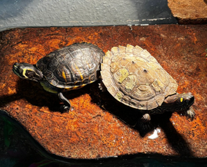 3 Wasserschildkröten suchen neues Zuhause