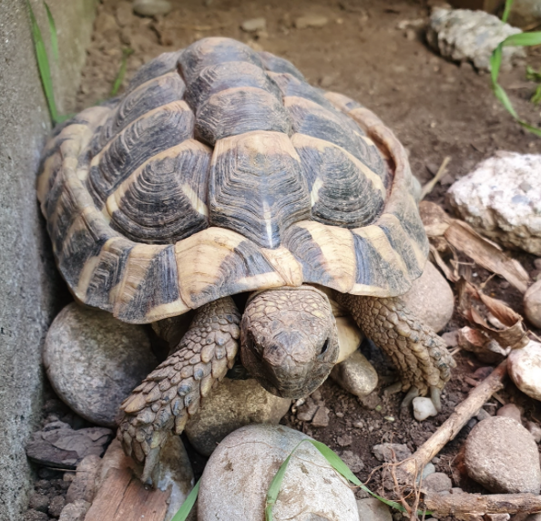 Herzensdame gesucht für unseren Schildkrötenmann Rolf!
