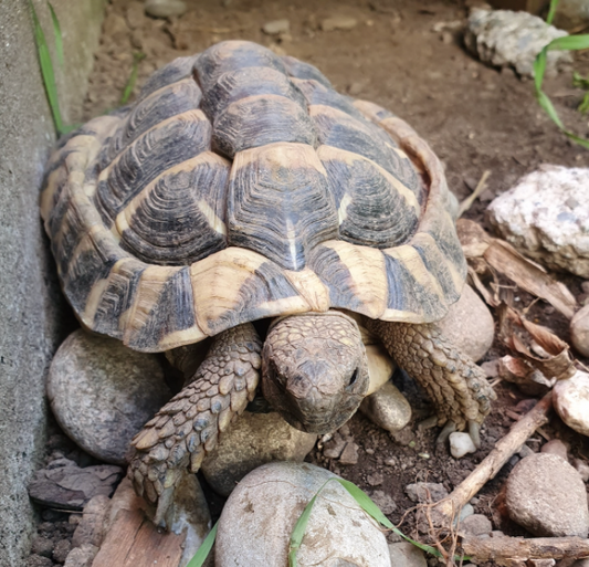Herzensdame gesucht für unseren Schildkrötenmann Rolf!