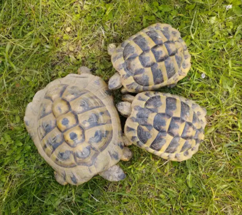 Griechische Landschildkröte THB NZ 2018 Männchen