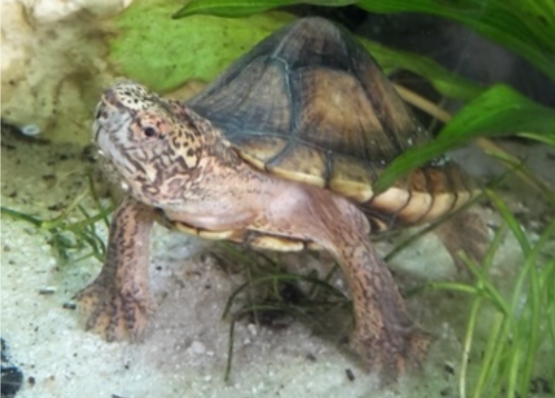 Tabasco-Klappschildkröten zu verkaufen