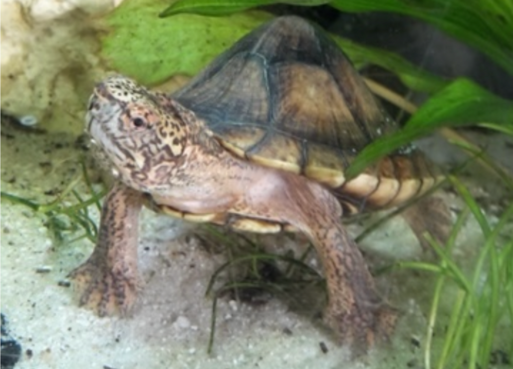 Wasserschildkröten zu verkaufen, Tabasco Klappschildkröten