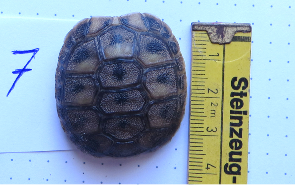 Griechische Landschildkröten