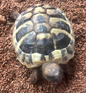 Griechische Babyschildkröte