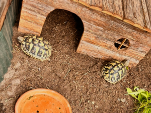 Zwei griechische landschildkröten inkl. Frühbeet, Gehege und Zubehör