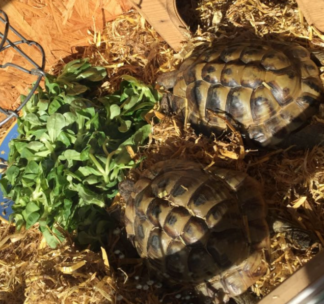 2 Griechische Landschildkröten zu verkaufen