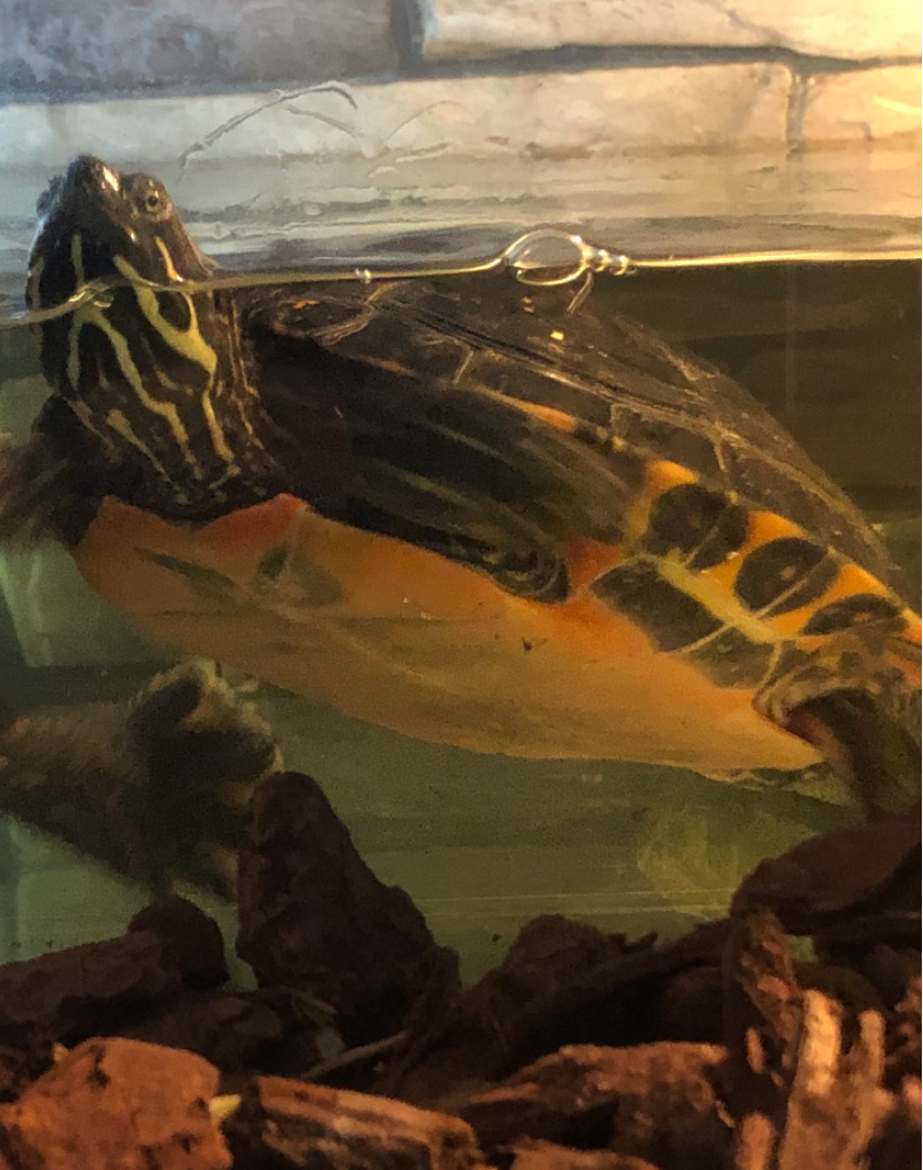 Suche weibl. Florida Rotbauch Schmuckschildkröte