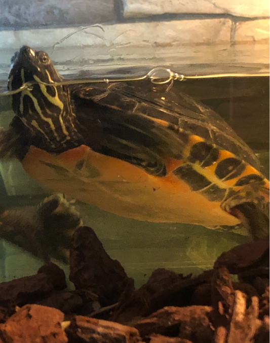 Suche weibl. Florida Rotbauch Schmuckschildkröte