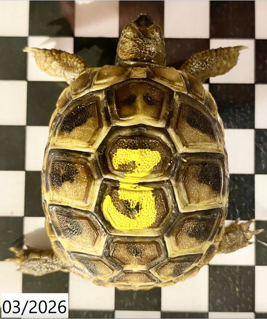 Griechische Landschildkröten (Testudo hermanni boettgeri) – Nachzuchten 08/09 2025