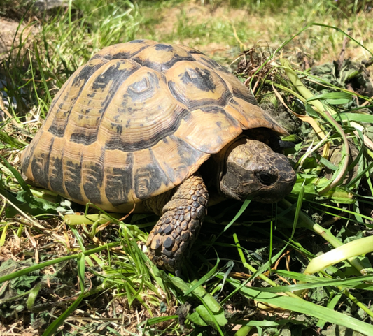 Griechische Landschildkröte NZ 1999 männlich