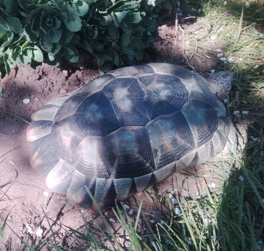 Griechische Landschildkröten