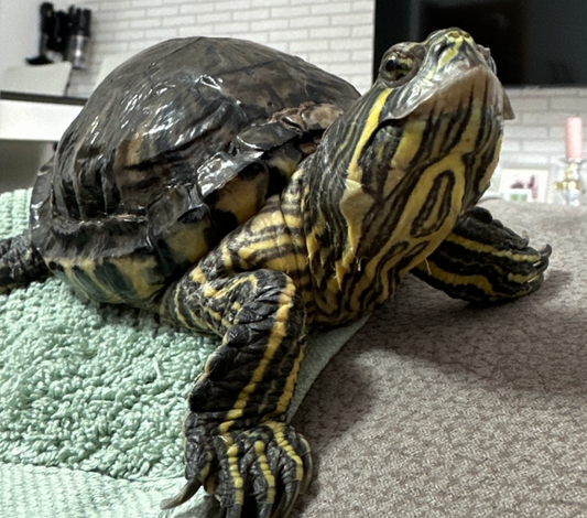 Rotwangen-Schmuckschildkröte abzugeben