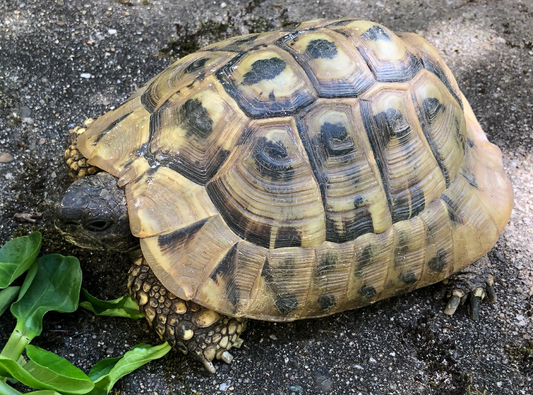 Griechische Landschildkröte abzugeben