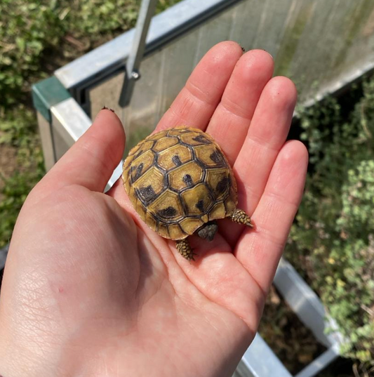Griechische Landschildkröten