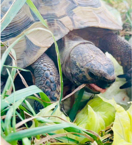 Griechische Landschildkröte im Leipziger Umland zu verkaufen