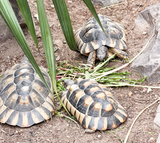 Testudo marginata
