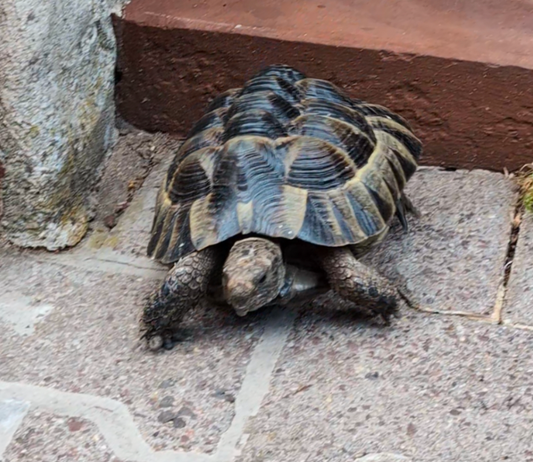 Maurische Landschildkröte Testudo greaca
