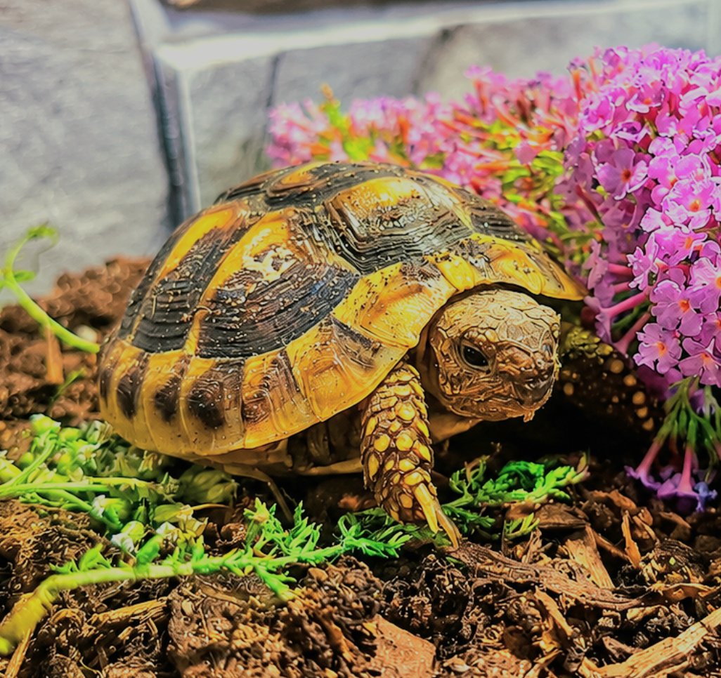 Zwei Grieschische Landschildkröten