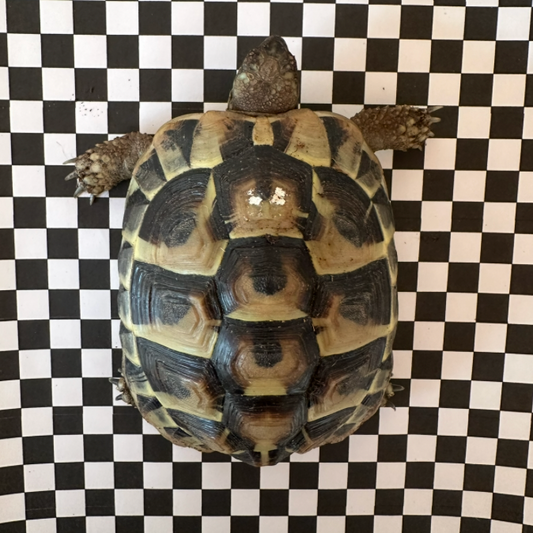 Griechische Landschildkröte zu verkaufen