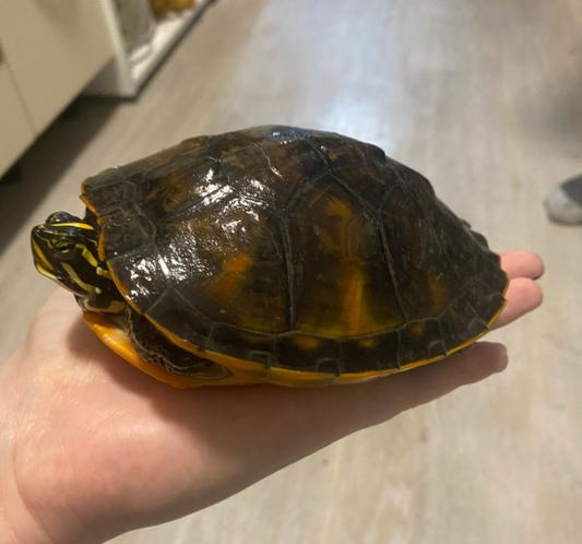 Florida-Rotbauch-Schmuckschildkröte