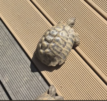 3 Griechische Landschildkröten