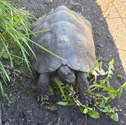 4 Breitrandschildkröten (Testudo marginata) Gruppe 1,3 adult