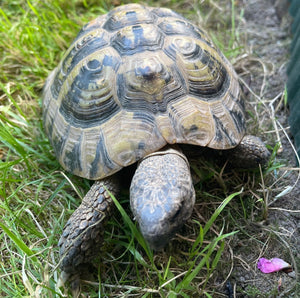 Griechische Landschildkröten, Testudo Hermanni