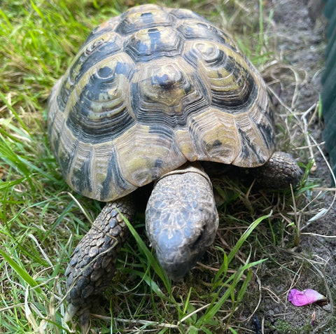 Griechische Landschildkröten, Testudo Hermanni