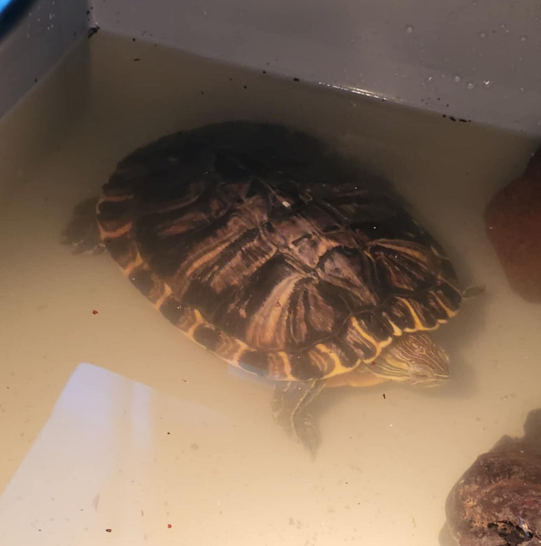Cumberlandschildkröte (Weibchen) abzugeben
