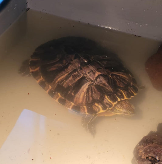 Cumberlandschildkröte (Weibchen) abzugeben